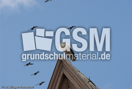 Weißstorch (3 von 20).jpg